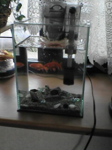 水槽が透明だわ 水槽が透明だわ